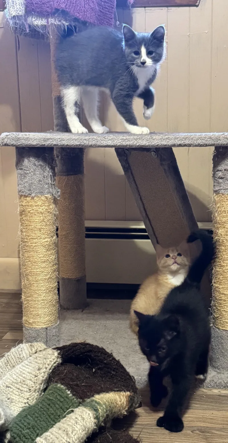 Bonded Family thumbnail 3