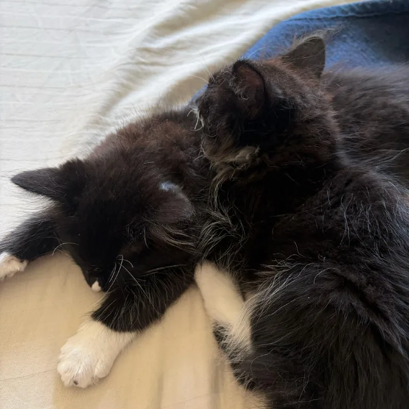 A baby small-sized female Black Domestic Long Hair cat named Juicebox for adoption in Commerce City, CO
