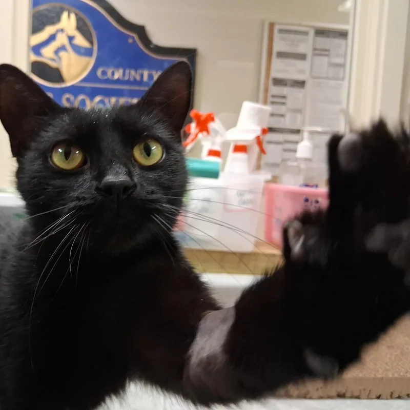 A young medium-sized female Domestic Short Hair cat named Nova for adoption in Middlebury, VT