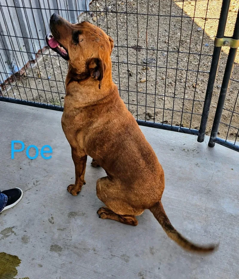 An adult large-sized male Mixed Breed dog named Poe for adoption in Canyon, TX