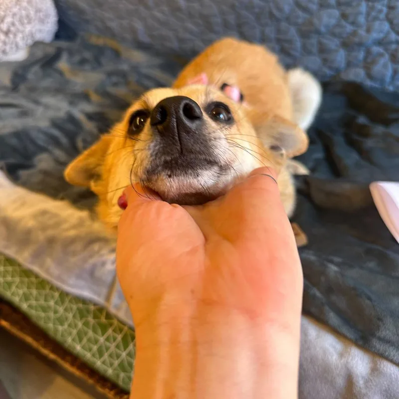 A senior small-sized female Terrier dog named Golden for adoption in San Francisco, CA
