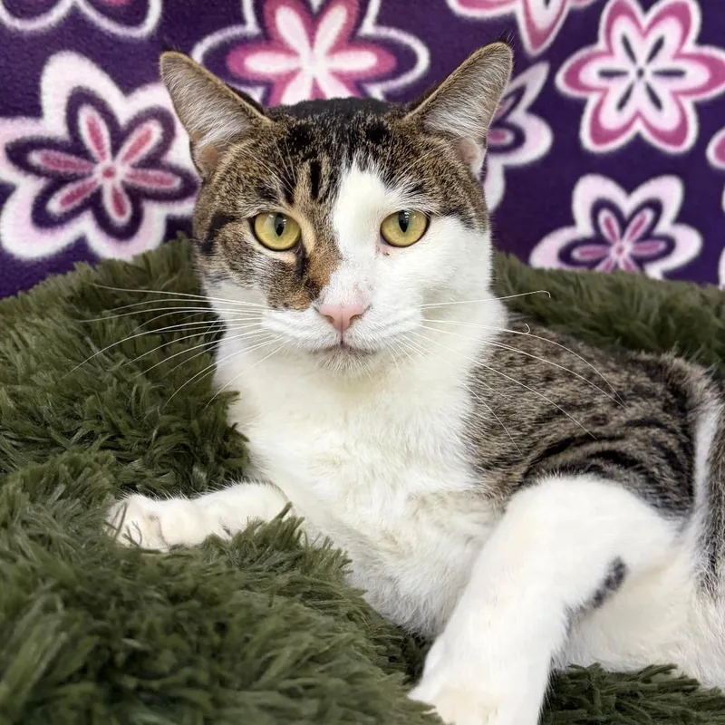 An adult medium-sized male Brown / Chocolate Domestic Short Hair cat named Hubba Bubba for adoption in Deerfield, IL