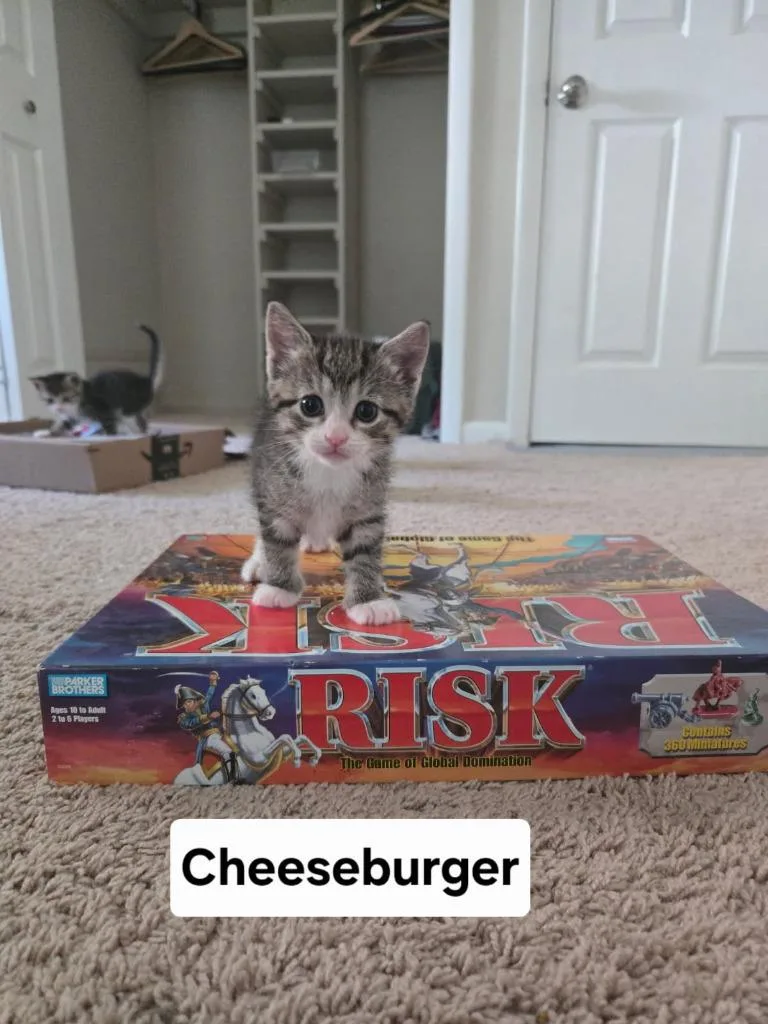 A baby medium-sized female Domestic Short Hair cat named Cheeseburger for adoption in Parkville, MD