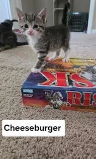 Cheeseburger thumbnail 2