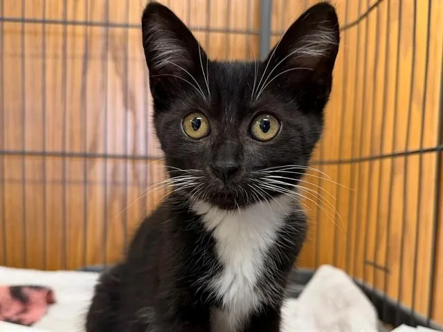A baby small-sized female Domestic Short Hair cat named Bitsie for adoption in Santa Rosa, CA