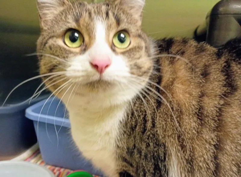 An adult medium-sized female Tabby cat named Penny Lane for adoption in La Porte, IN
