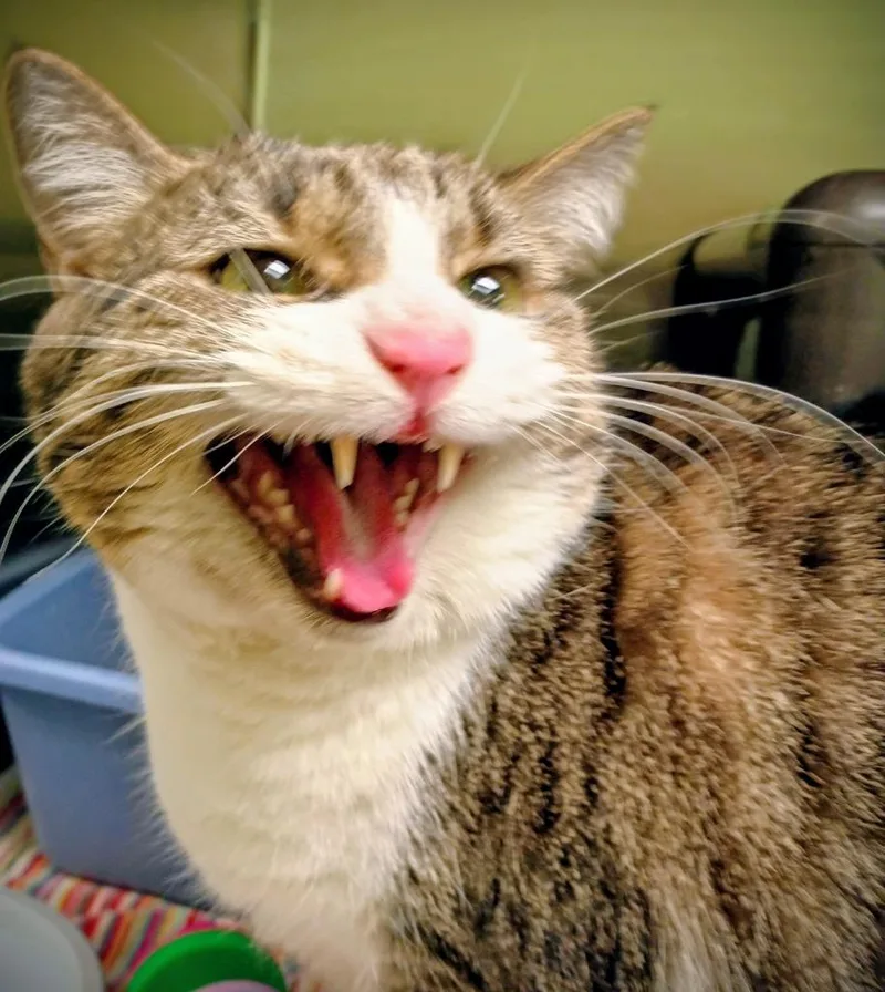 Penny Lane thumbnail 2