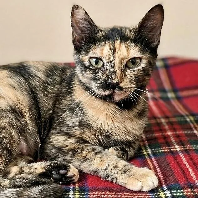 A young medium-sized female Tortoiseshell Domestic Short Hair cat named Topaz Rose for adoption in Liverpool, TX