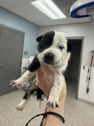 A baby small-sized female Terrier dog named Purple Band for adoption in Gastonia, NC