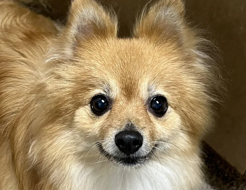 Koko