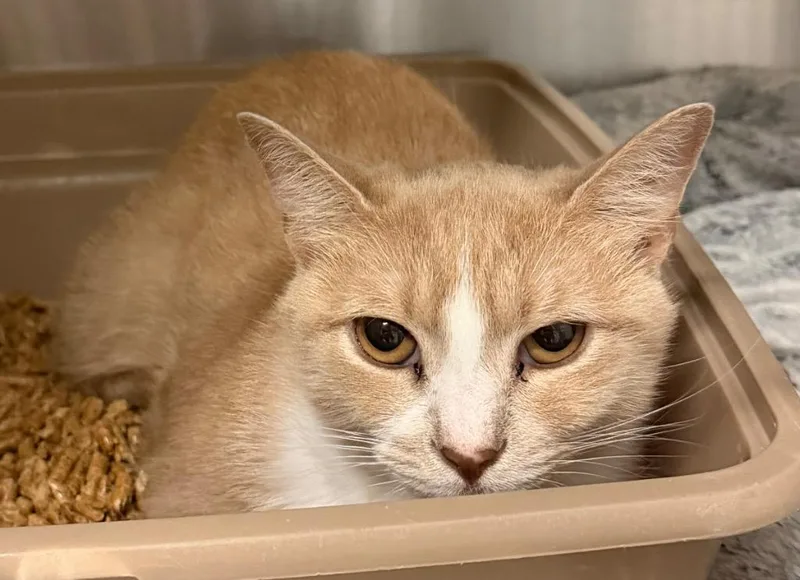 A young small-sized male Domestic Short Hair cat named Fred for adoption in Ocala, FL
