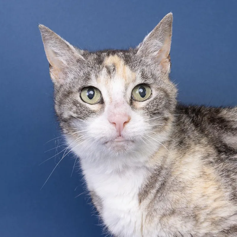 A senior medium-sized female Gray / Blue / Silver American Shorthair cat named Rosalie for adoption in Franklin, TN