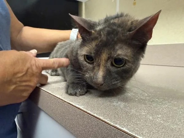 A senior small-sized female Domestic Short Hair cat named Angel for adoption in Salisbury, MD