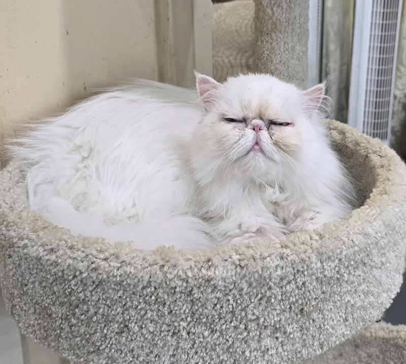 An adult medium-sized female Persian cat named Misty for adoption in Indianapolis, IN