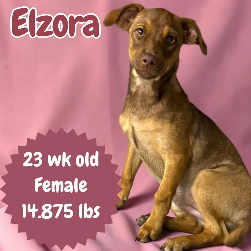 Elzora thumbnail 2