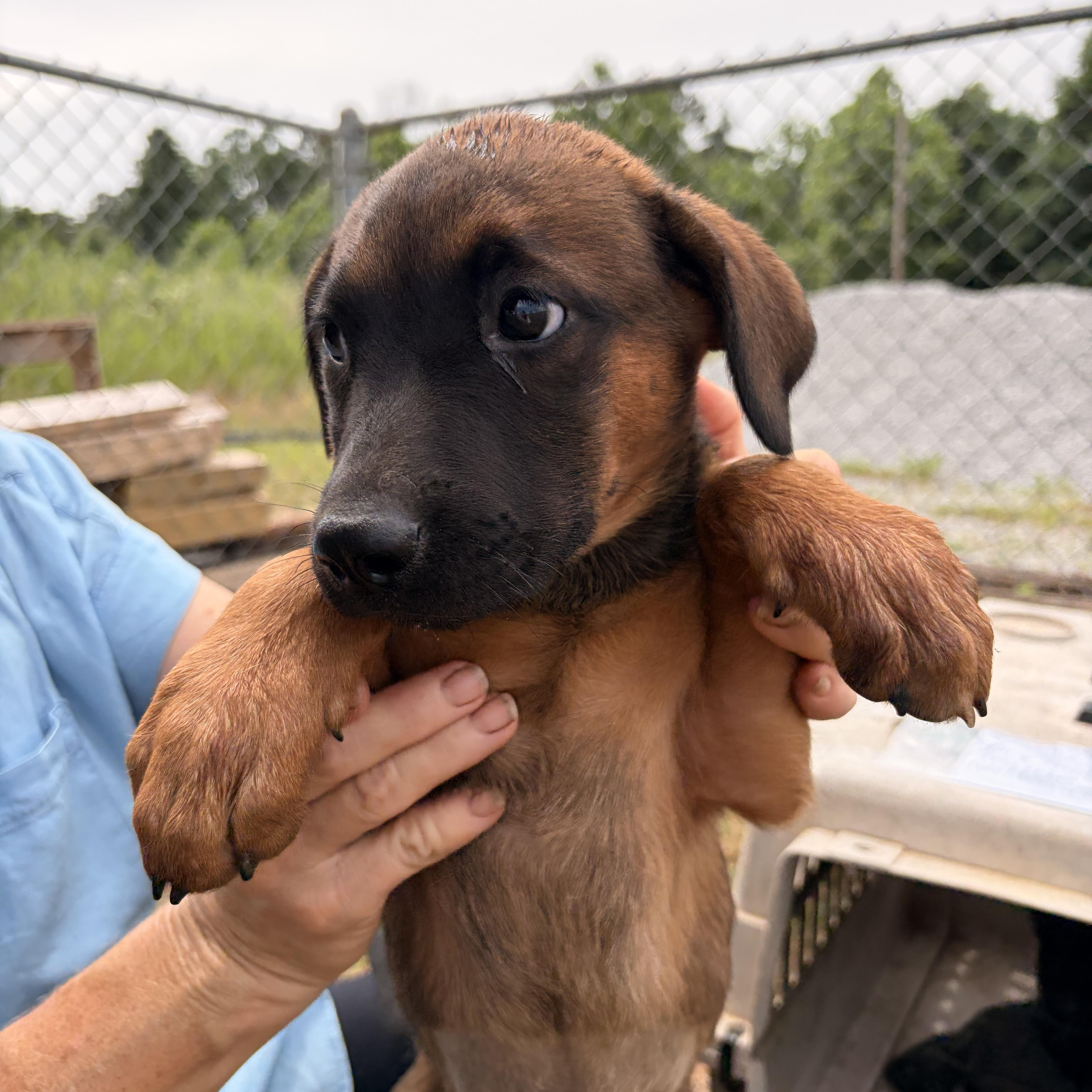 A baby medium-sized female Black Mouth Cur dog named Bella for adoption in Melbourne, AR
