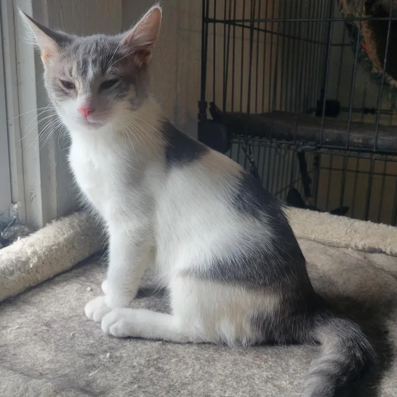 A baby small-sized female Domestic Short Hair cat named Charlotte for adoption in Portage, MI