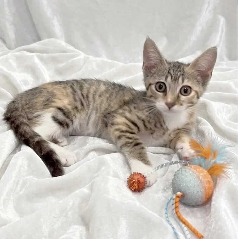 A baby medium-sized female Domestic Short Hair cat named Annie for adoption in Miami, FL