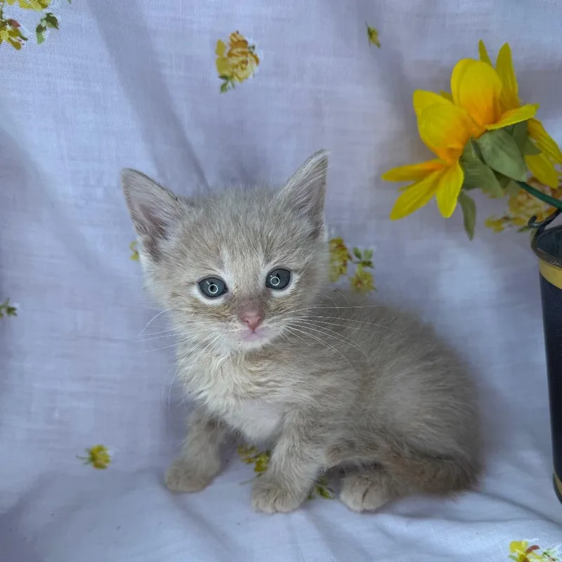 A baby small-sized male Orange / Red Domestic Short Hair cat named Jackson for adoption in Mount Vernon, IL