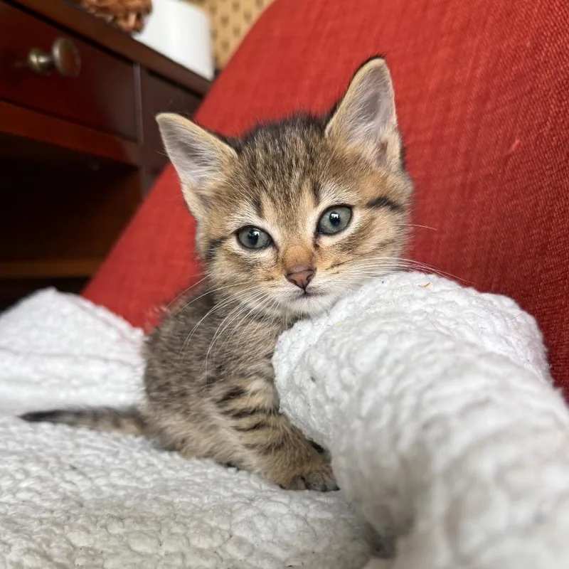 A baby small-sized female Brown / Chocolate Domestic Short Hair cat named Rainier for adoption in Charlotte, NC