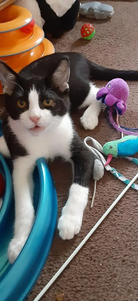 A young medium-sized male Black & White / Tuxedo Domestic Short Hair cat named Sweet Pea for adoption in Westland, MI