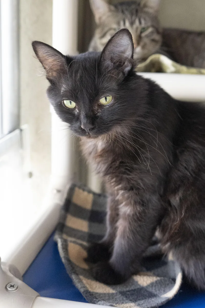 An adult medium-sized female Black Domestic Long Hair cat named Iris for adoption in Boise, ID