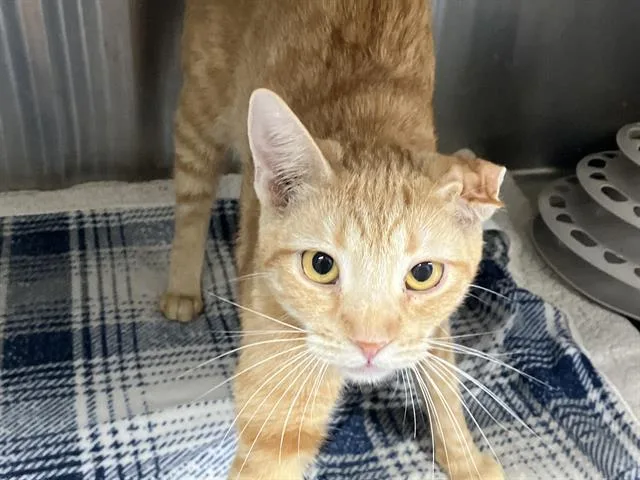 A young medium-sized female Domestic Short Hair cat named Mademoiselle for adoption in Tustin, CA