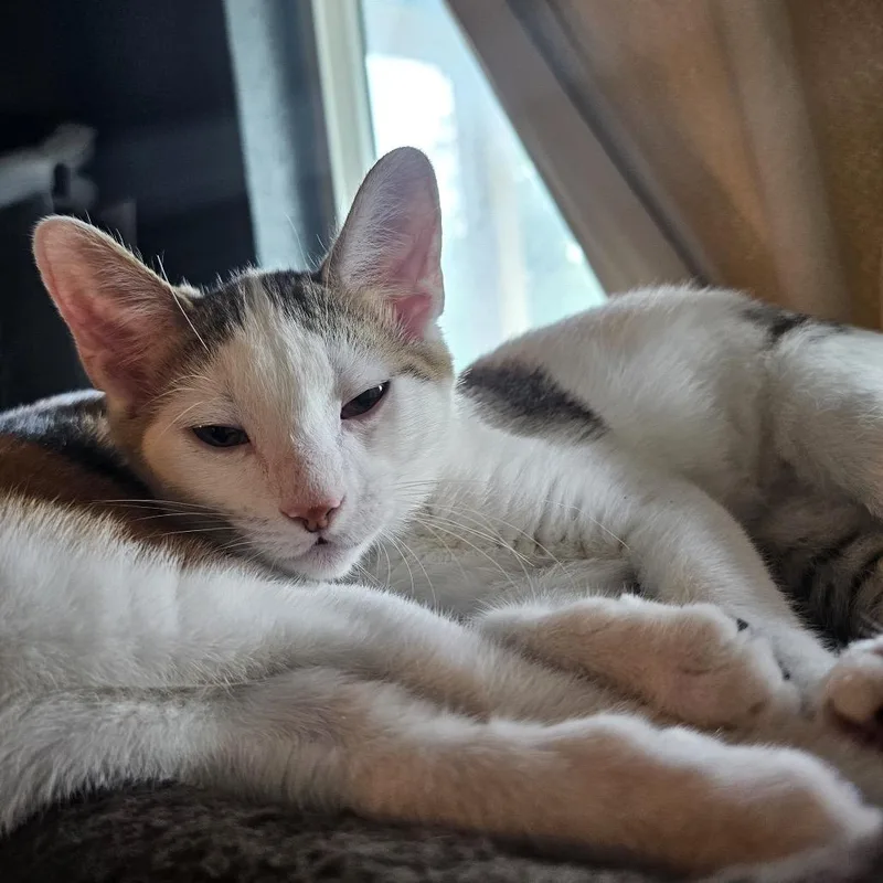 A baby small-sized female White Domestic Short Hair cat named Maxine "Max" for adoption in Bulverde, TX