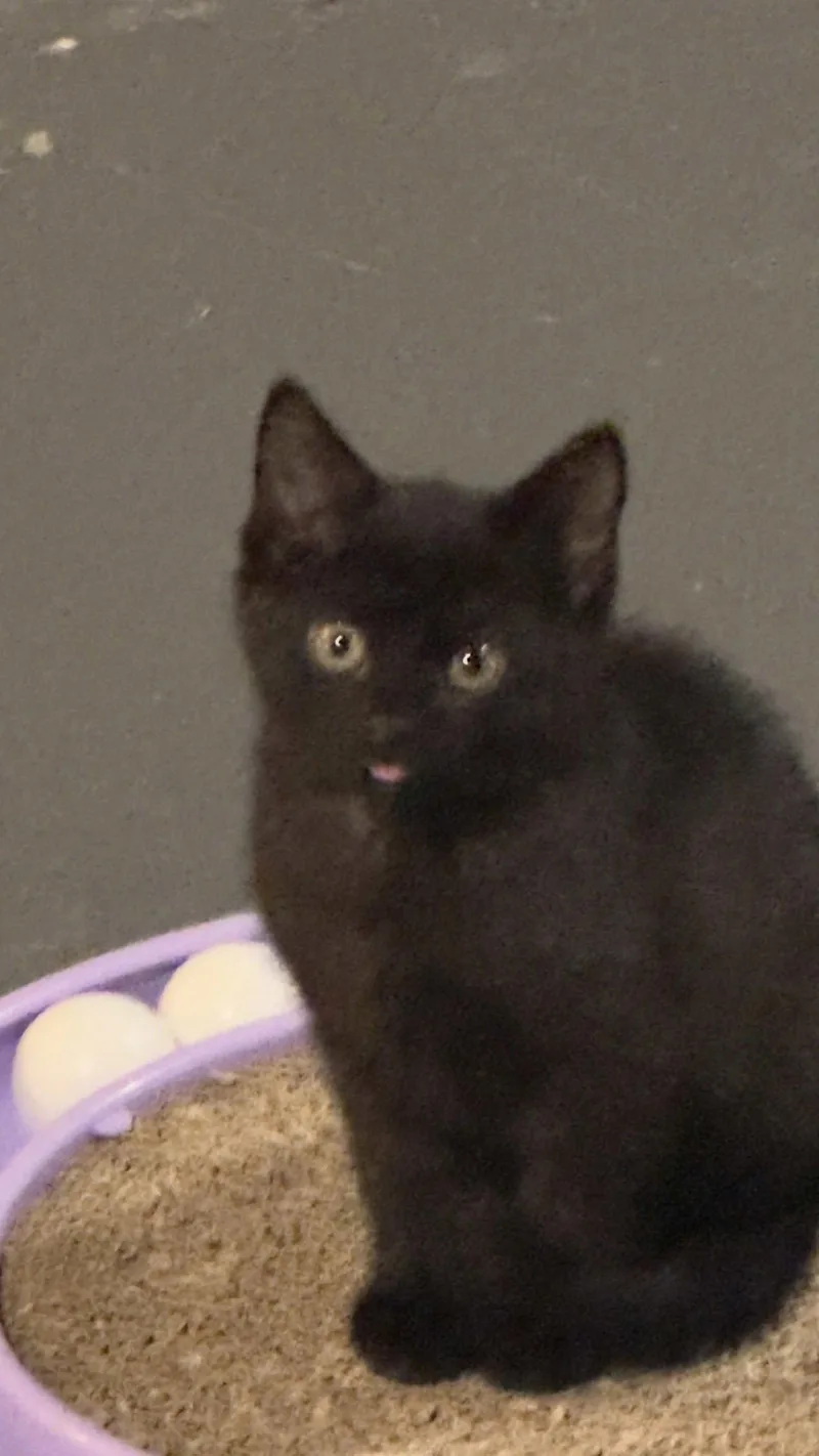 A baby medium-sized male Black Domestic Short Hair cat named Night for adoption in Cincinnati, OH