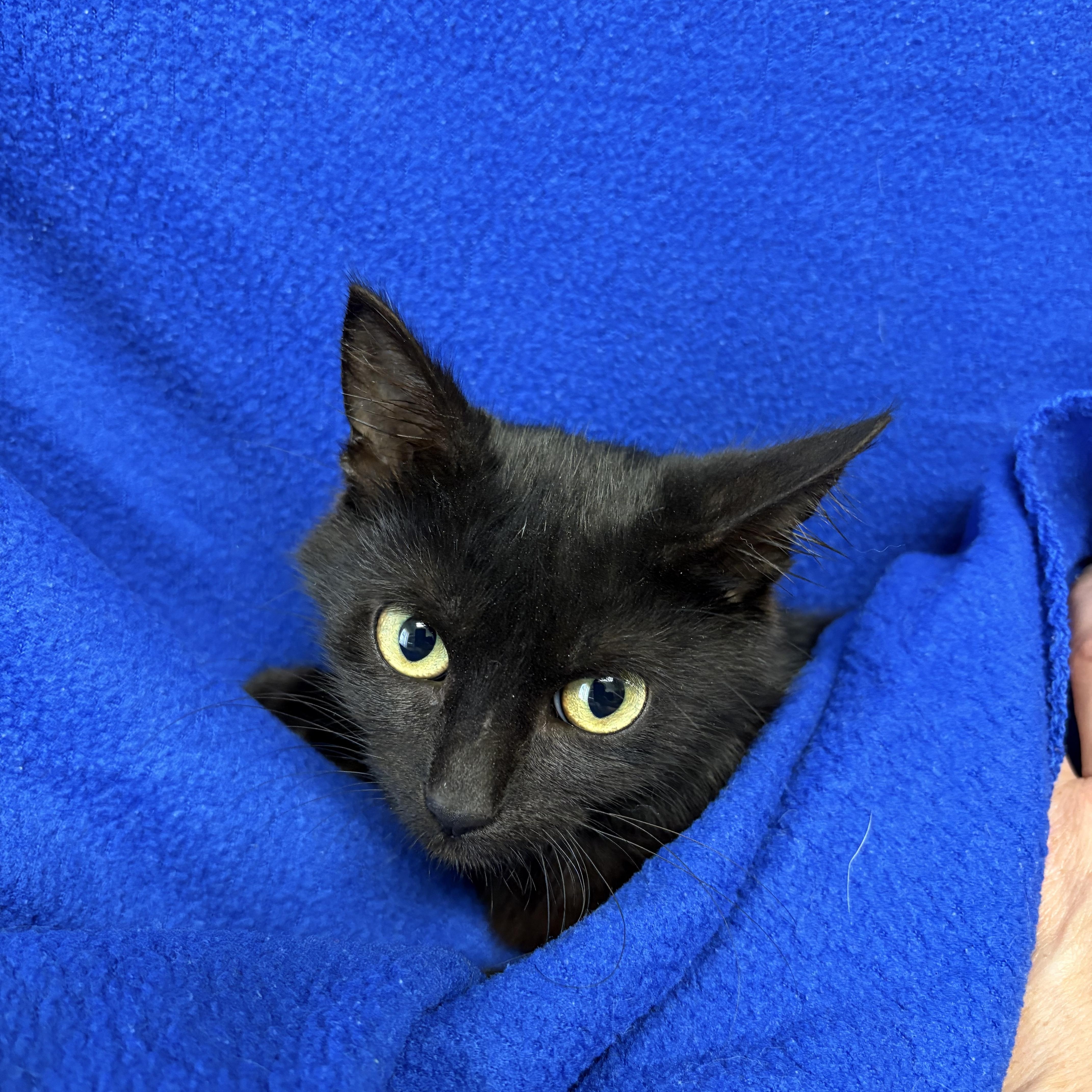 A baby medium-sized female Black Domestic Short Hair cat named Cookie for adoption in Valdosta, GA