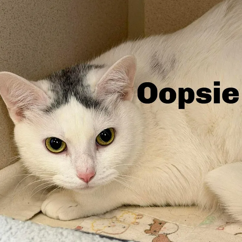 Oopsie