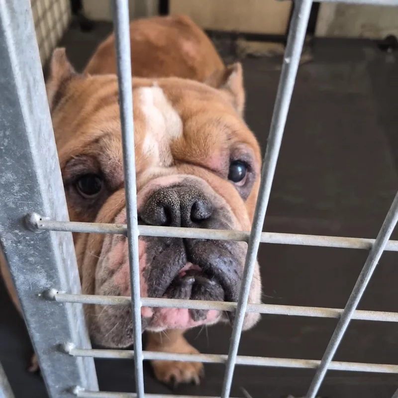 An adult medium-sized male Yellow / Tan / Blond / Fawn English Bulldog dog named Herman_CCCAS for adoption in San Pablo, CA