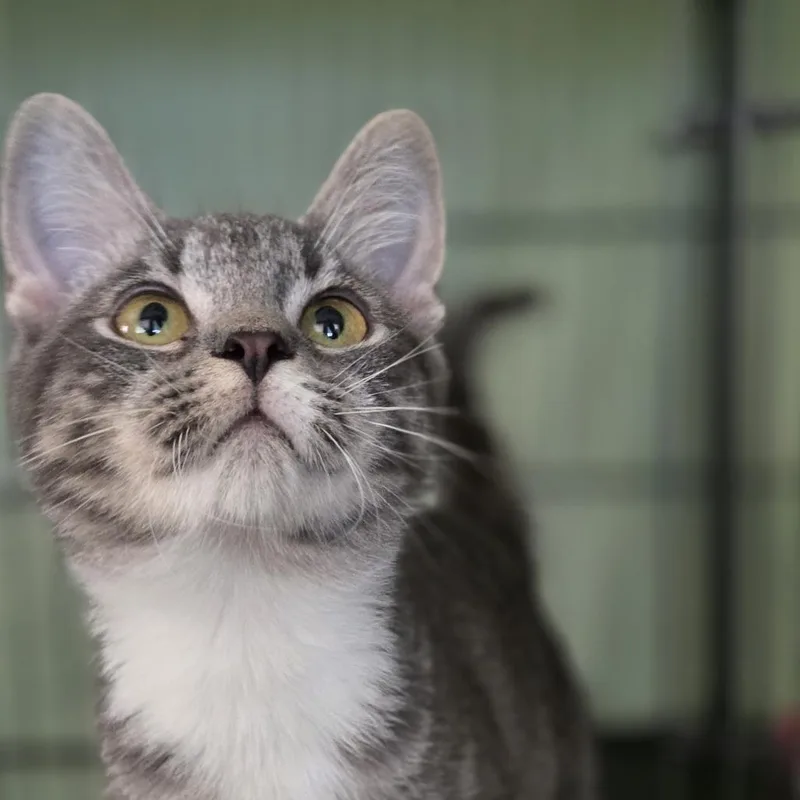 A baby small-sized female Gray / Blue / Silver Domestic Short Hair cat named Halley for adoption in Pittsford, VT