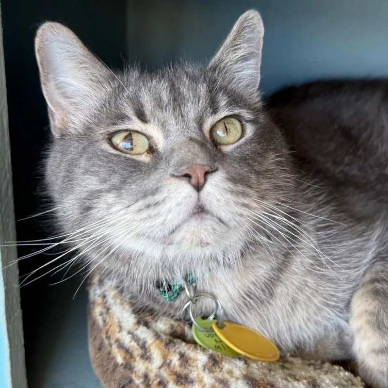 A senior small-sized male Gray / Blue / Silver Domestic Short Hair cat named Jason Voorhees for adoption in Tucson, AZ