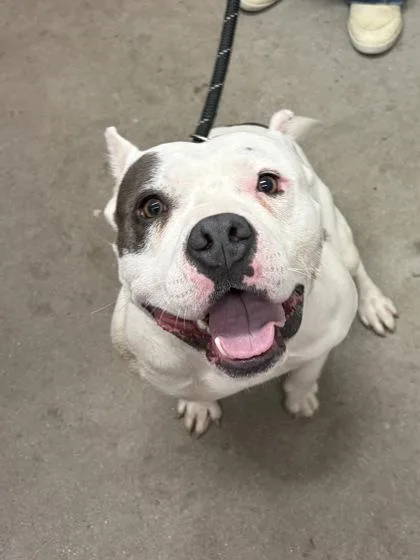 An adult medium-sized male Mixed Breed dog named Herman for adoption in West Chester, PA