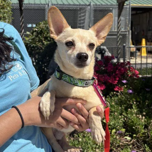 A young small-sized male Yellow / Tan / Blond / Fawn Chihuahua dog named Oakley for adoption in Lathrop, CA