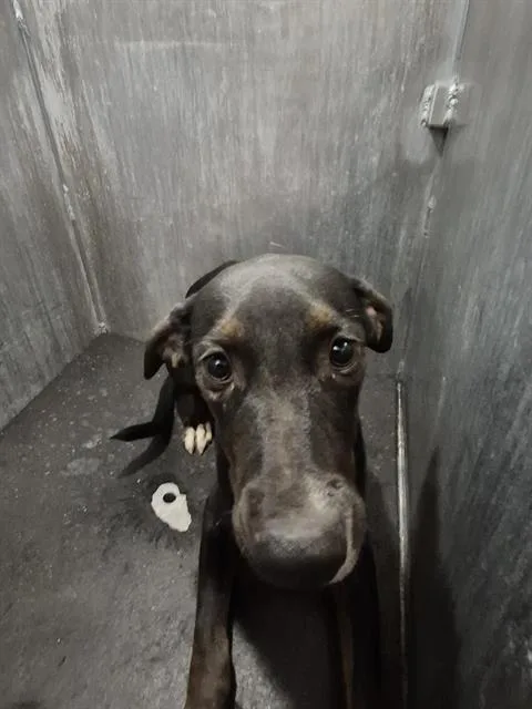 A young medium-sized male American Staffordshire Terrier dog named Eclipse Hunt for adoption in San Antonio, TX