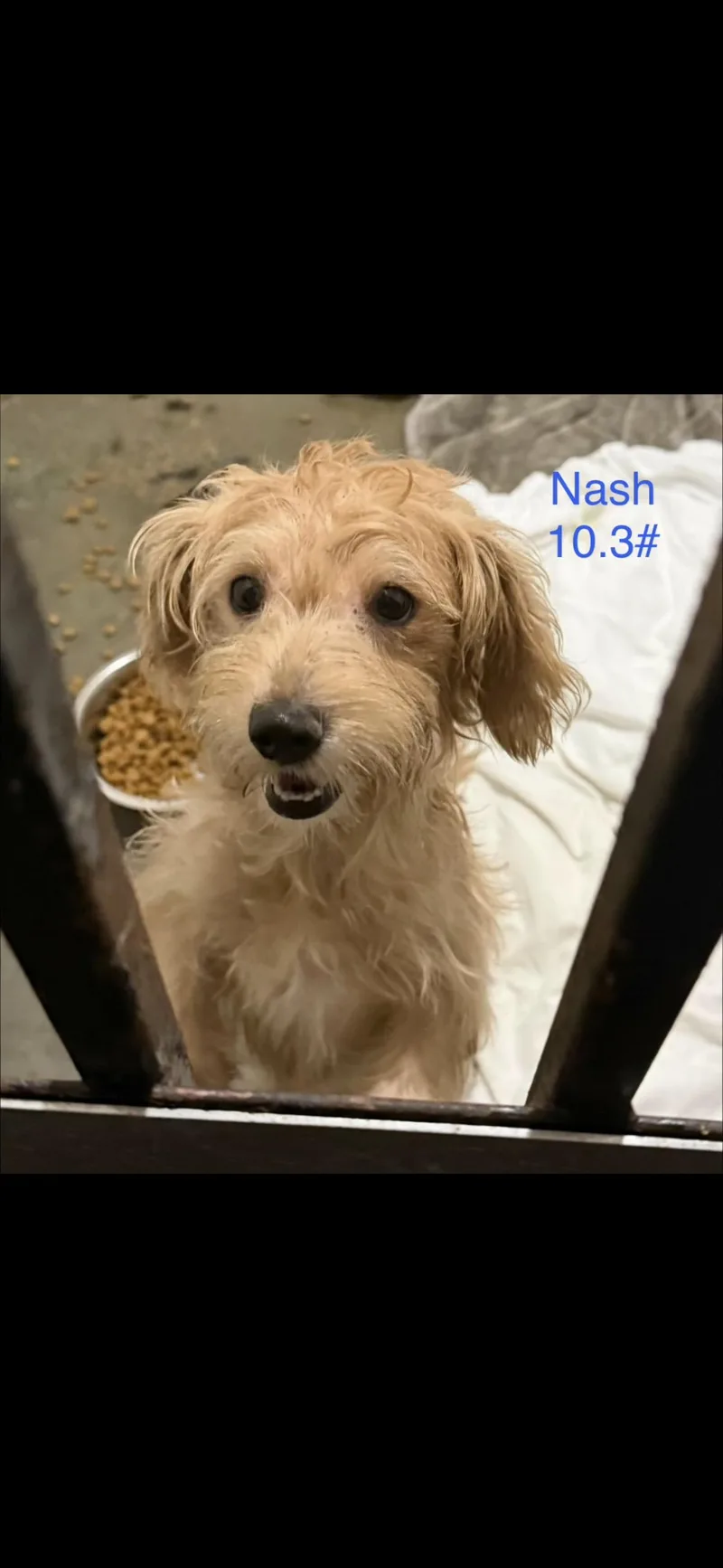 A young small-sized male Apricot / Beige Maltipoo dog named Nash for adoption in seaside heights, NJ