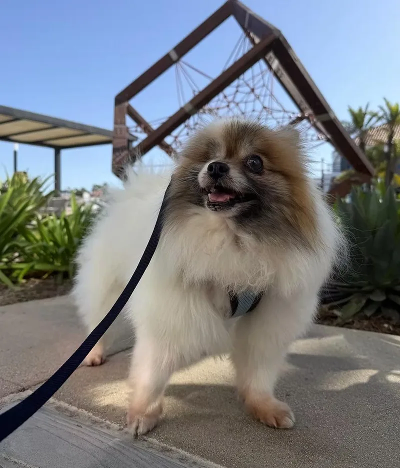 A senior small-sized female Tricolor (Brown, Black, & White) Pomeranian dog named Aquamarine for adoption in Placentia, CA
