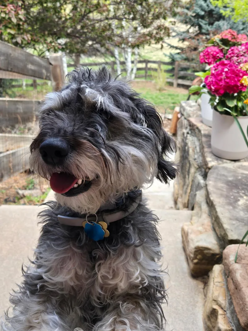 Pepper