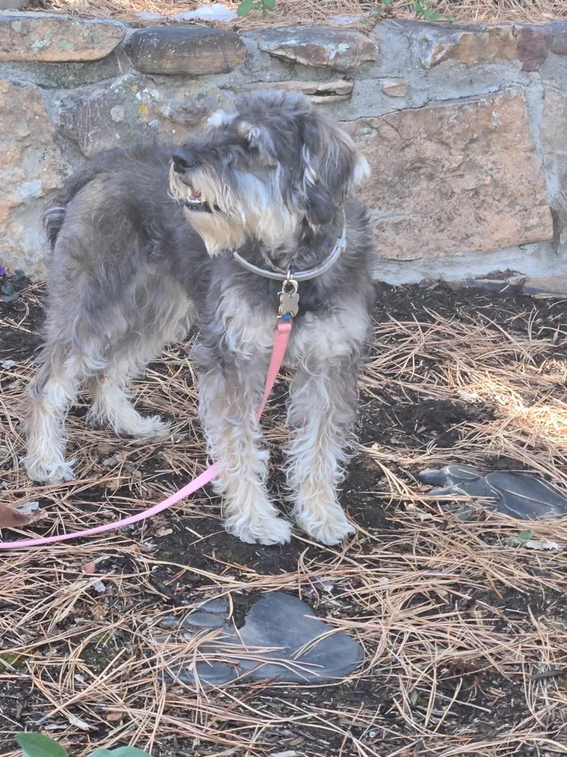Pepper thumbnail 3