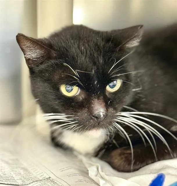 An adult small-sized male Domestic Short Hair cat named Findi for adoption in Methuen, MA