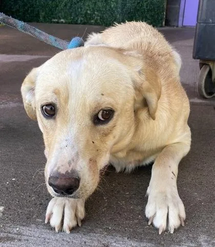 An adult medium-sized male Yellow / Tan / Blond / Fawn Labrador Retriever dog named Cashew for adoption in El Paso, TX