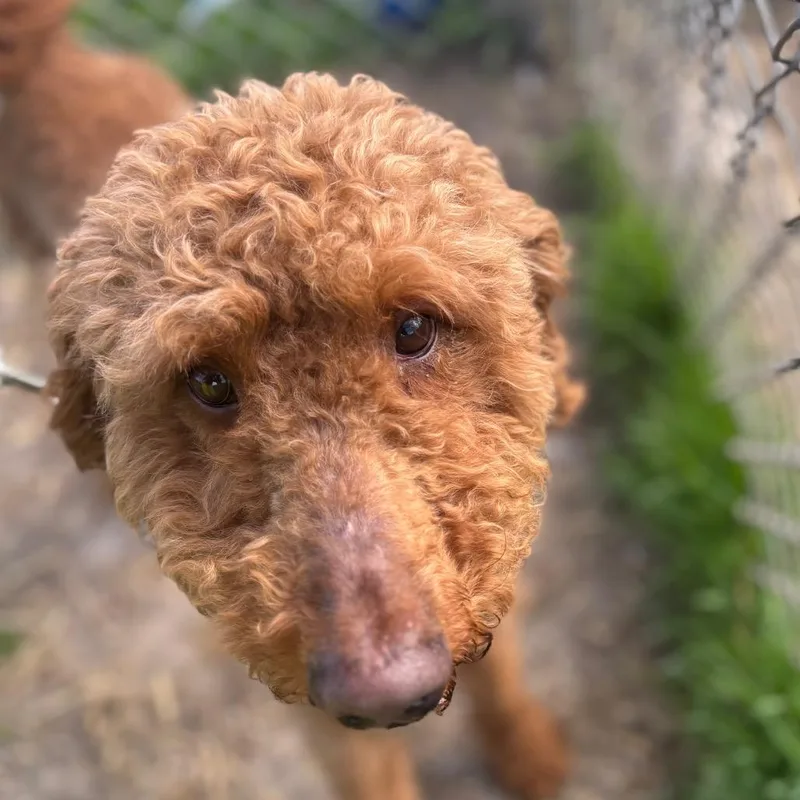 An adult medium-sized male Apricot / Beige Standard Poodle dog named Obi for adoption in Brookfield, WI