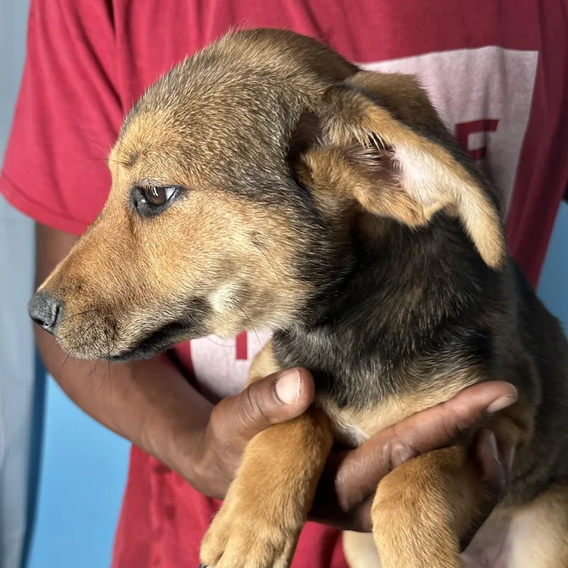 Fala  Local April thumbnail 2