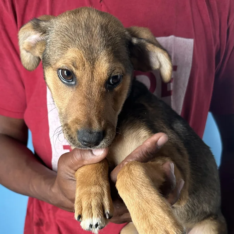 Fala  Local April thumbnail 3