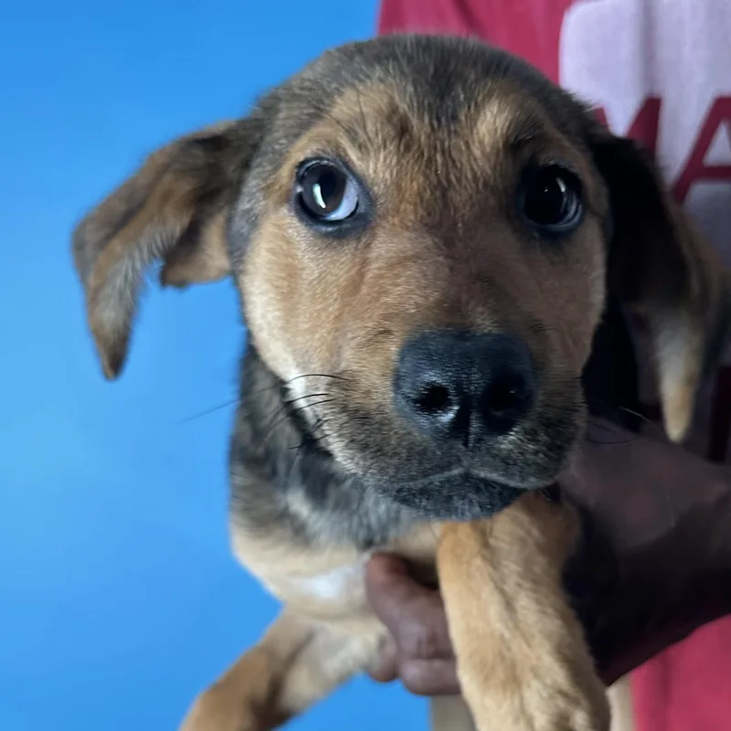 Fala  Local April thumbnail 4