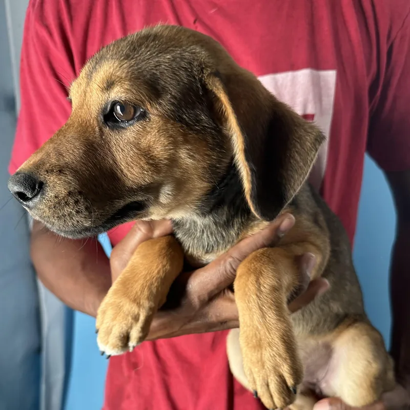 Fala  Local April thumbnail 5