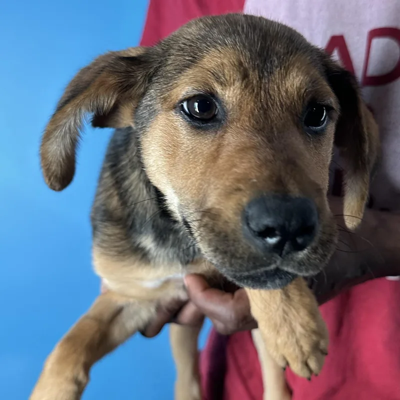 Fala  Local April thumbnail 6