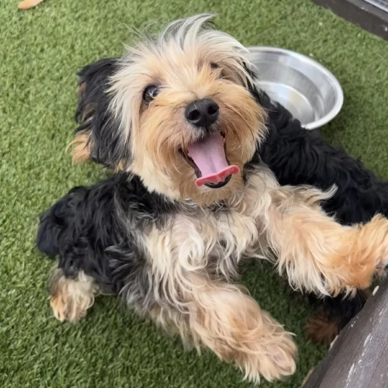 A young small-sized male Yellow / Tan / Blond / Fawn Yorkshire Terrier dog named Felix for adoption in LOXAHATCHEE, FL